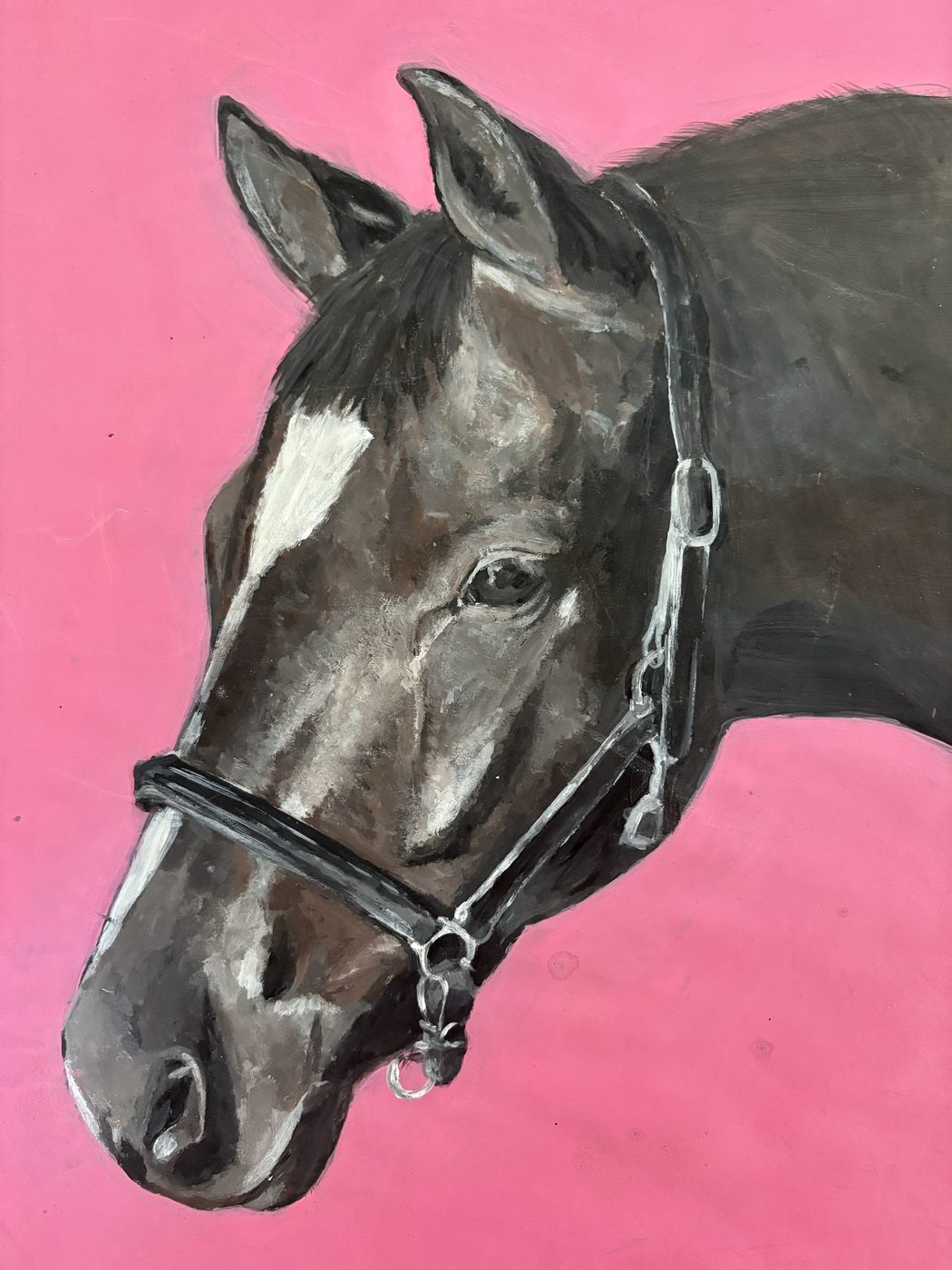 Portrait of a bay horse wearing a halter, painted against a solid pink background.